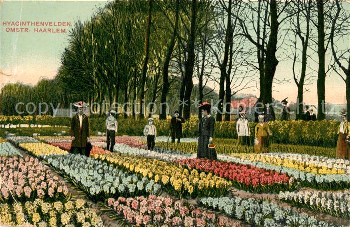 Haarlem Hyazinthenfelder