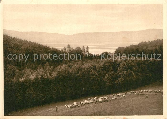 Maria Laach Glees Panorama Schafherde NZ3