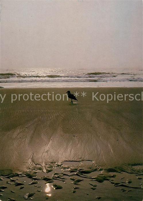 Voegel Birds Oiseaux Uccelli Pajaros-- Moewe Meer