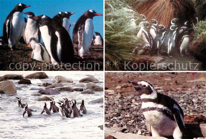 Pinguin Magallanes Chile