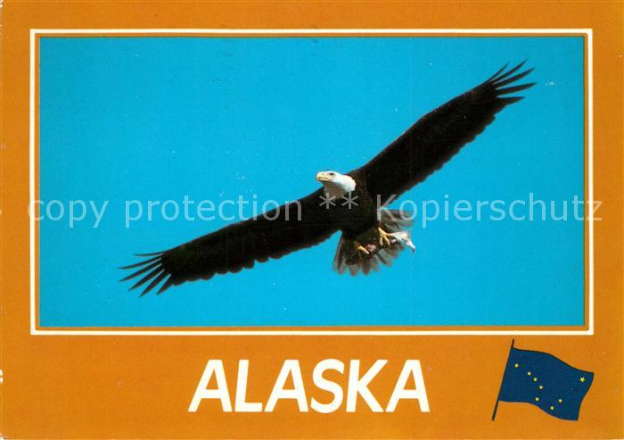 Adler Eagle Aigle Aguila American Bald Eagle Alaska