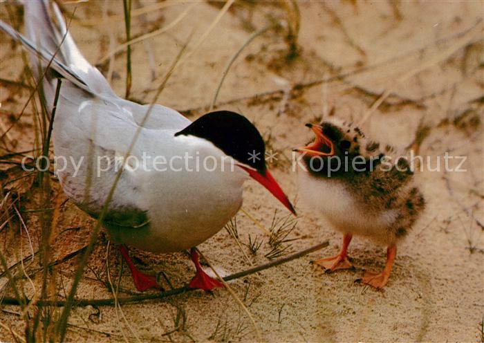 Voegel Birds Oiseaux Uccelli Pajaros-- Kuestenseeschwalbe mit Jungen