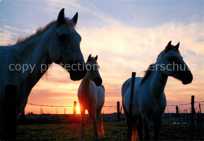 Pferde Camargue