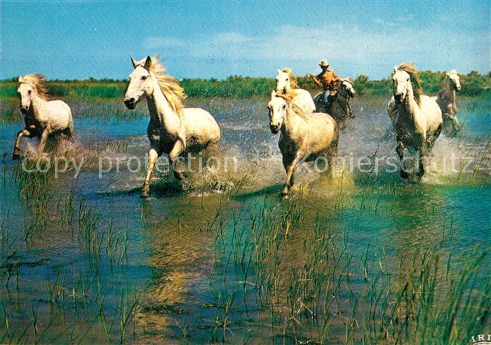 Pferde Camargue