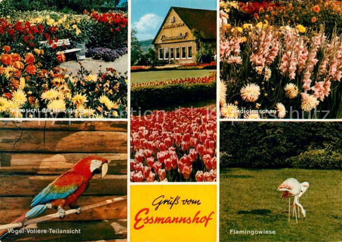 Deckbergen Essmannshof  Flamingo Papagei