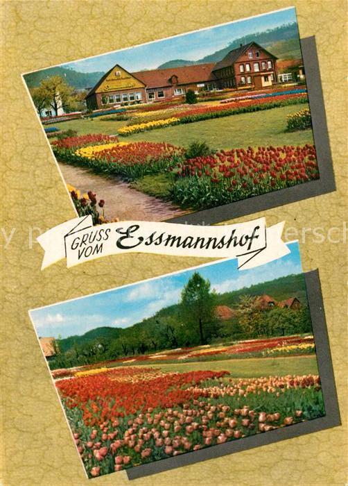 Deckbergen Essmannshof Tulpen