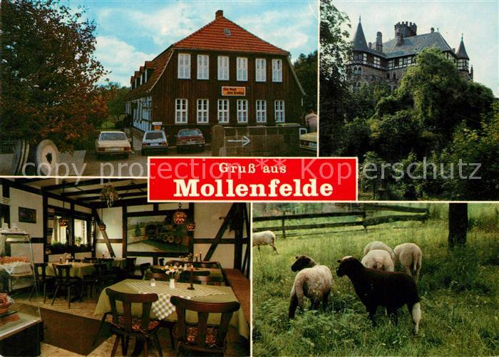 Mollenfelde Schafe Cafe Backstueble