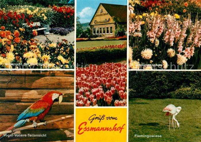 Deckbergen Essmannshof Flamingo Papagei