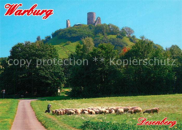 Warburg Westfalen Desenberg Burgruine Schafherde