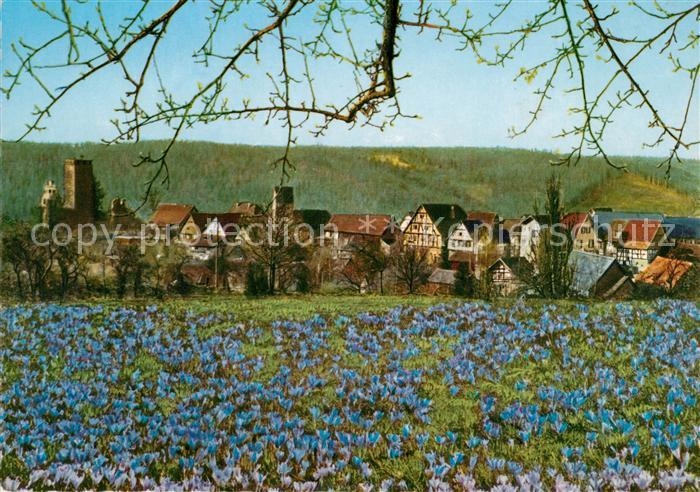 Zavelstein Kleinste Stadt Wuerttembergs Krokusbluete Schwarzwald