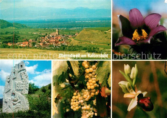 Oberrotweil Panorama Monument Reben Flora
