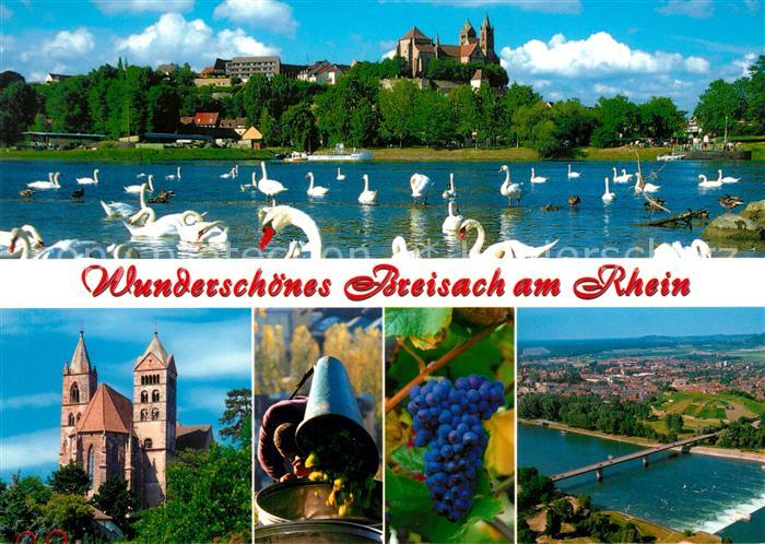 Breisach Rhein Stephansmuenster Weinlese Reben Fliegeraufnahme