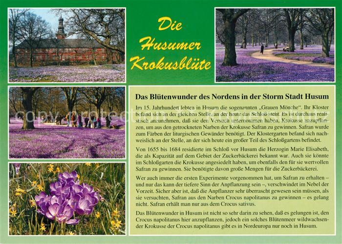 Husum Nordfriesland Husumer Krokusbluete