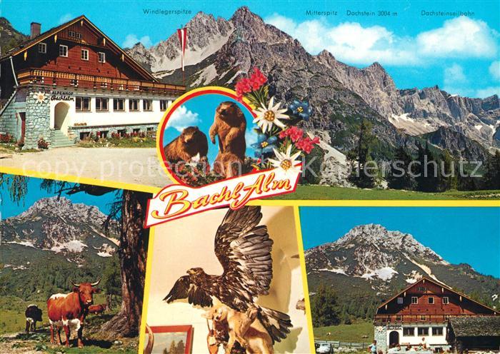 Hachau Ramsau Alpengasthof Bachlalm