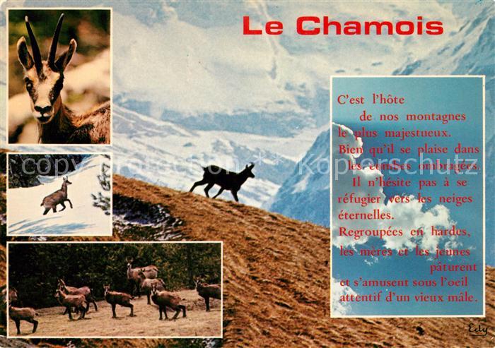 Chamois Aostatal Images de chez nous