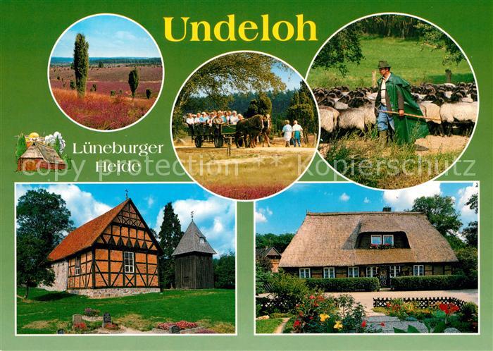 Undeloh Schafe Lueneburger-Heide