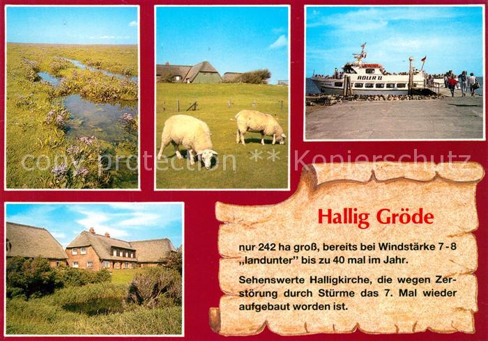 Hallig Groede Landschaftspanorama Schafe Haeuser Hafen