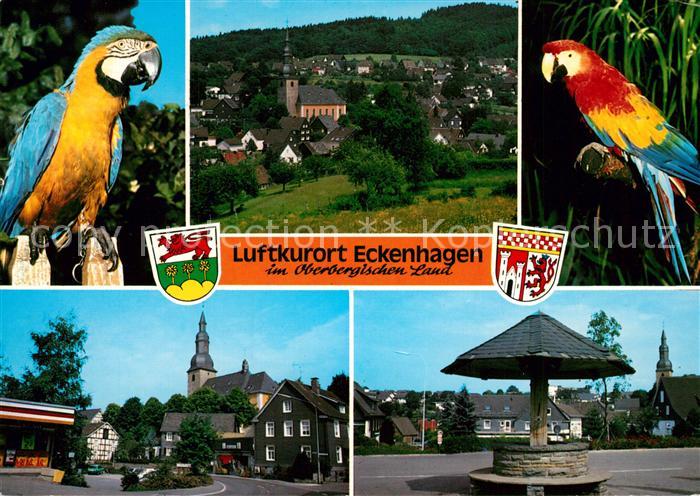 Eckenhagen Papageien Kirche Panorama