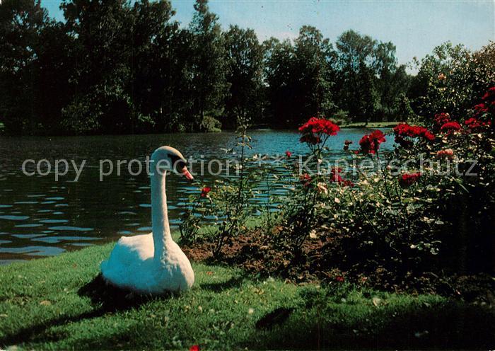 Bad Salzuflen Kurparksee Schwan