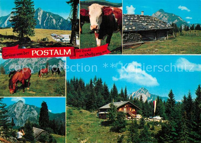 Strobl Wolfgangsee Postalm Kuh Pferde