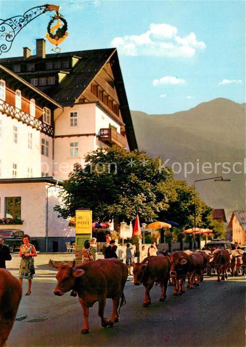 St Anton Arlberg Viehtrieb Kuehe