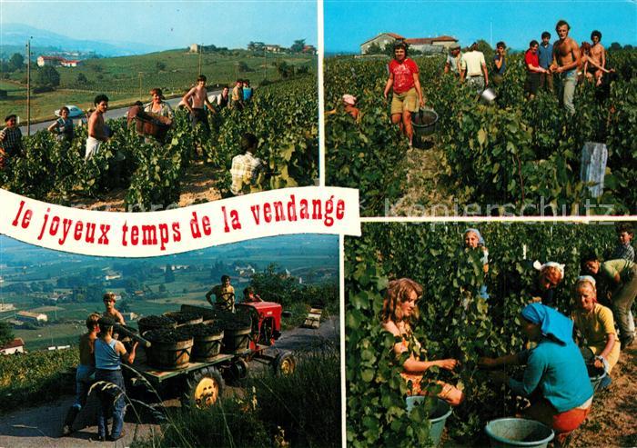 Savigny-les-Beaune Le joyeux temps de la vendange