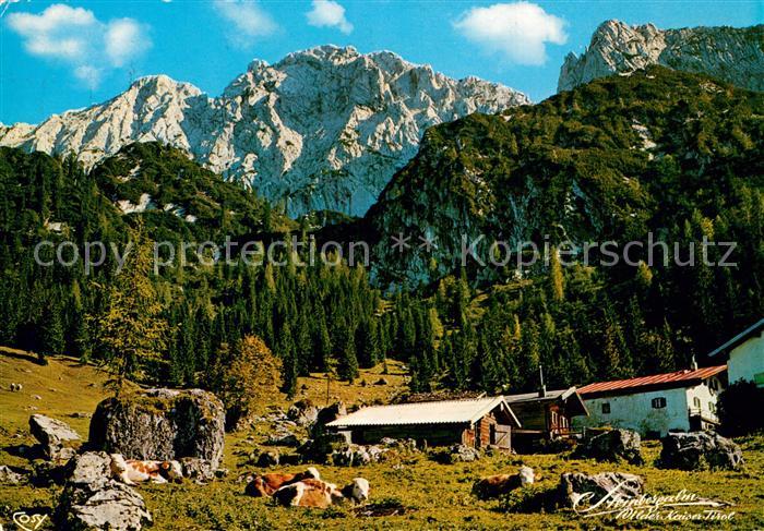 Kufstein Tirol Steinbergalm bei der Kaindlhuette mit Scheffauer Kaisergebirge