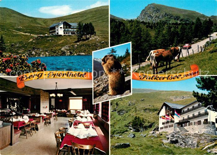 Falkert Reichenau Kaernten Berg Sporthotel Falkertsee Almvieh Kuehe Murmeltier A