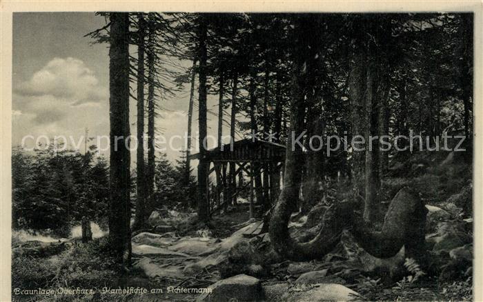 Braunlage Kamelfichte Achtermann