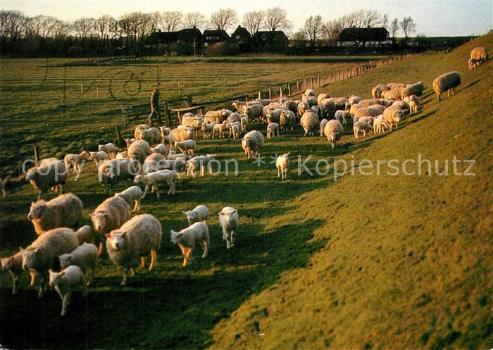 St Peter-Ording Schafherde
