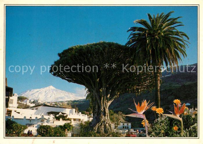 Tenerife Drago Milenario El Teide
