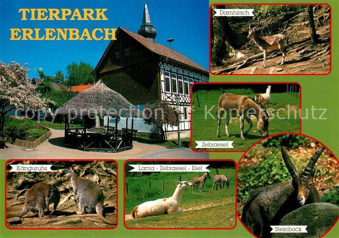 Erlenbach Fuerth Tierpark Damhirsch Zebraesel Kaenguruhs Lama Steinbock