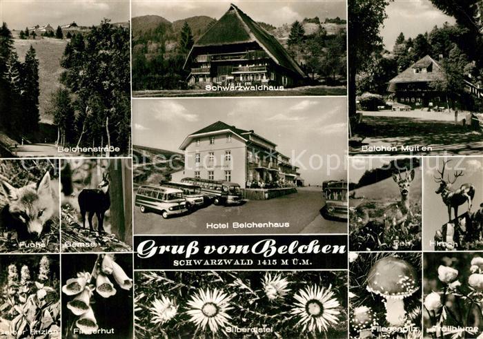 Belchen Baden Belchenstrasse Schwarzwaldhaus Multen Hotel Belchenhaus Flora und