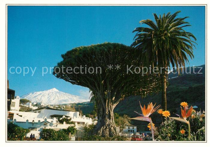Icod de los Vinos Drago Milenario El Teide