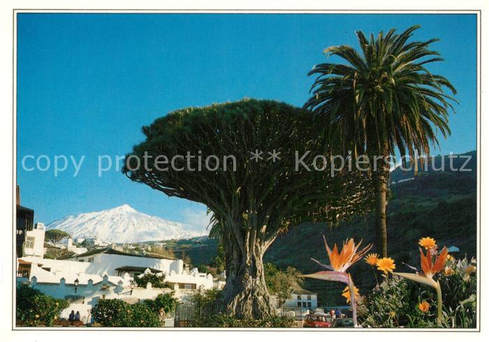 Tenerife Drago Milenario El Teide Icod de los Vinos