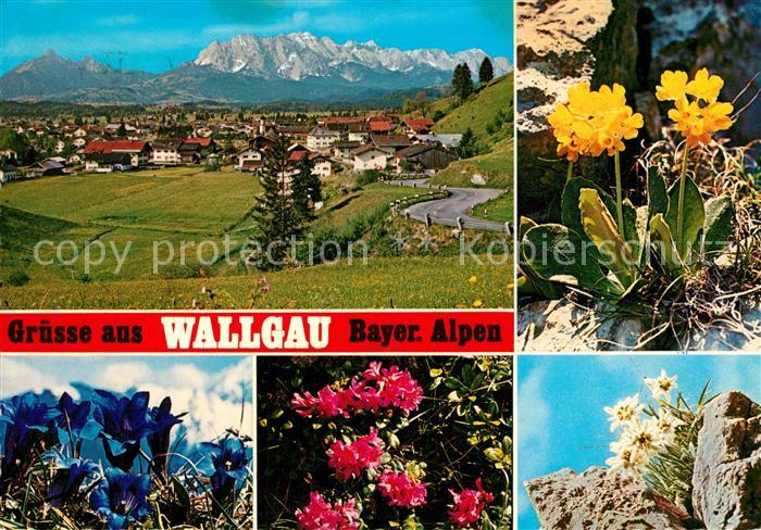 Wallgau Wettersteingebirge Enzian Alpenrosen Edelweiss Aurikel