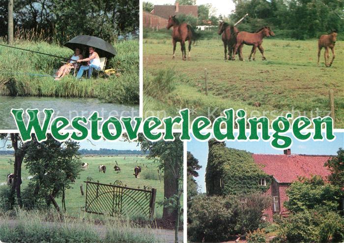 Westoverledingen Angler Pferde