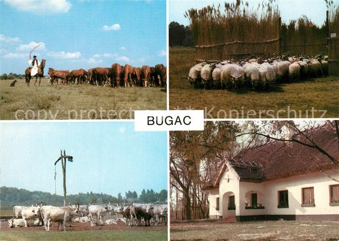 Bugac Rinder und Schafherden