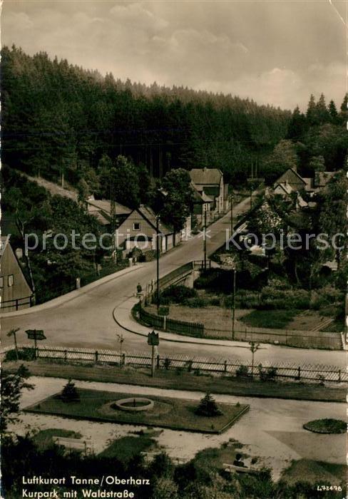 Tanne Harz Kurpark mit Waldstrasse