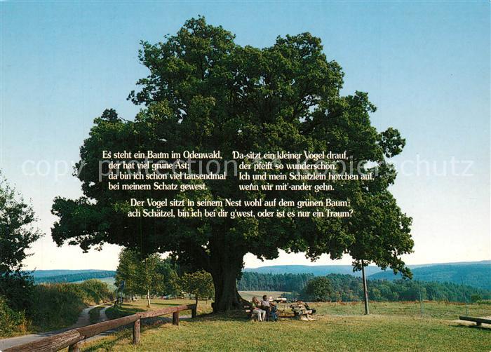 Baeume Trees Odenwald Gedicht
