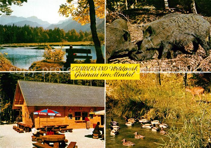 Gruenau Almtal Cumberland Wildpark Gaststaette Wildschweine