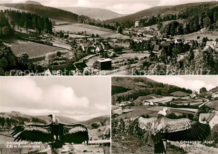 Berlebeck Gaensegeler Anka Ajax Hangstein