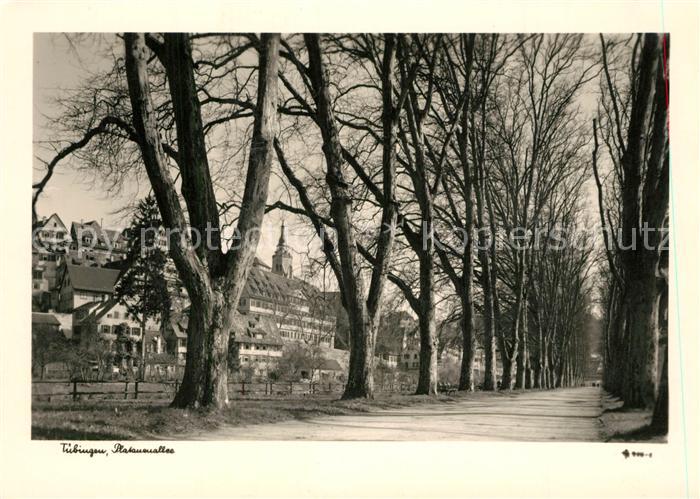 Tuebingen Platanenallee