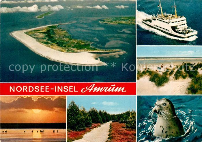 Amrum Nordseeinsel Faehre Fliegeraufnahme Duene Seehund Heidelandschaft Sonnenun