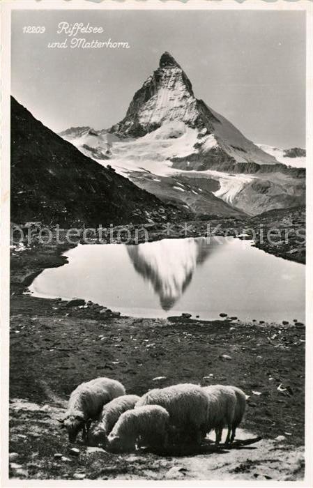 Riffelsee Tirol mit Matterhorn Schafe