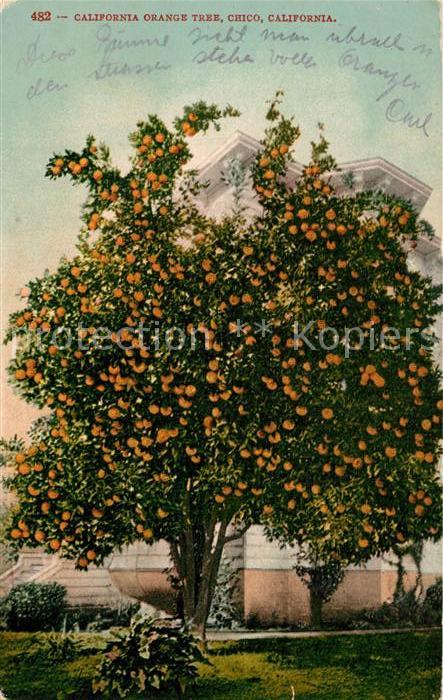 Chico California California Orange Tree