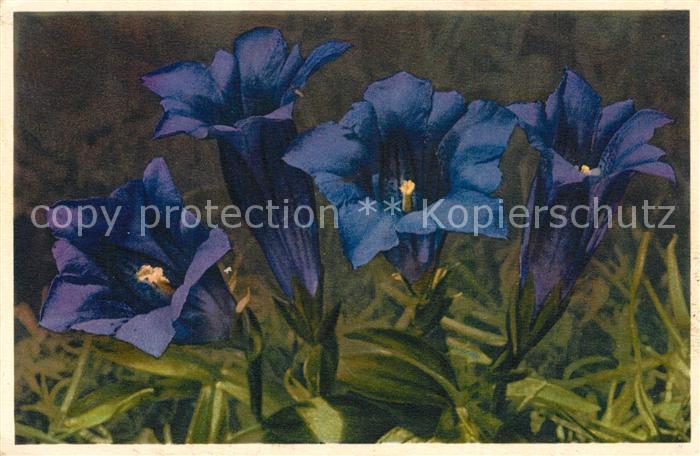 Blumen Enzian Gentiana Clusii