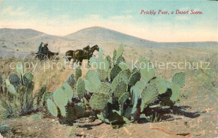 Kakteen Prickly Pear Desert