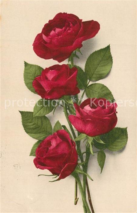 Rosen