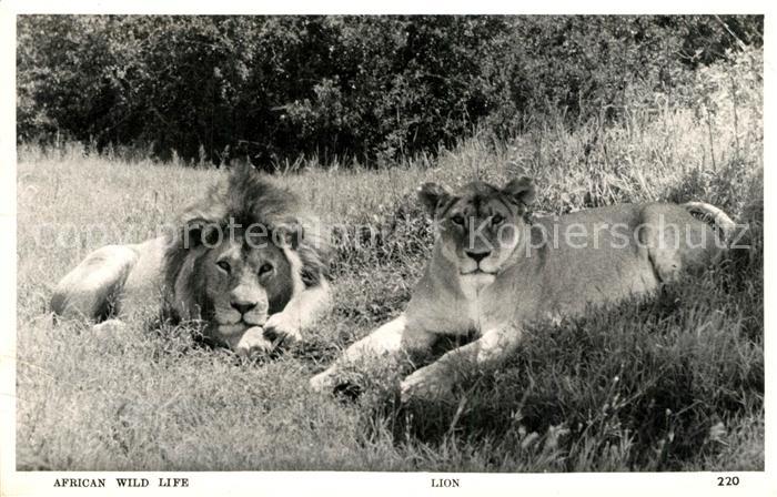 Loewe African Wild Life Lion